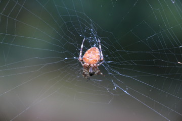 Spider