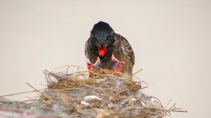Bulbul bird with babies