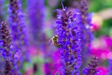 Honey bee gathering pollen from lavender flower