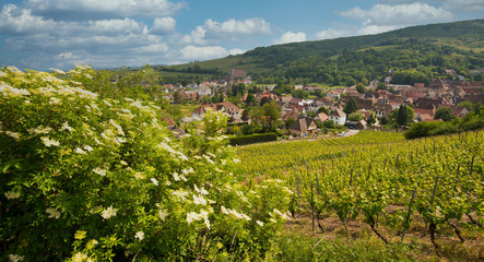 Blick auf Andlau im Elsass