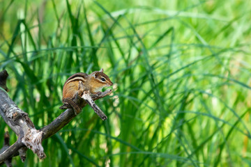 Chipmunk resting on dead branch in front of green grass
