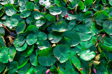 Beautiful green lotus leaves in the morning light in the natural midst of nature  top view for background
