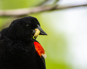 Red-winged blackbird holding a freshly caught grub