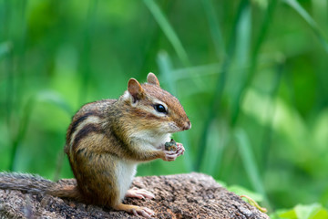 Chipmunk sitting on a log with blurred background of green grass