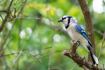 Blue Jay perched on branch with dappled green background