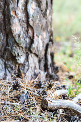 Pine cones, twigs and needles on ground. Thicket ground covered by needles. Woodland ecosystem.