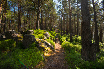 Kiefernwald bei Aubure in den Vogesen