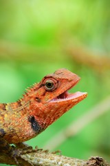 bearded dragon lizard