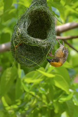 Asian golden weaver bird is nesting in the grass on the tree. During the approaching breeding season to use as an incubator.