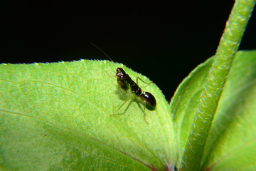 Odontomantis planiceps is known as The Asian ant mantis. Small mantis and black