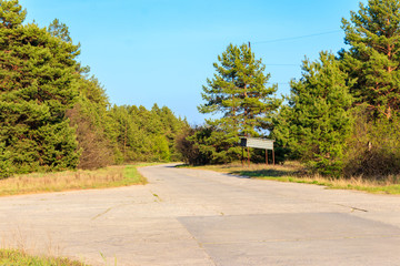 Asphalt road through green pine forest at summer