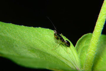 Odontomantis planiceps is known as The Asian ant mantis. Small mantis and black