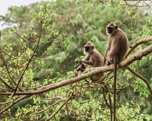 Monkey on the tree, Monkey Climbing Tree