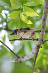 Golden sparrow perched on a branch in the breeding season