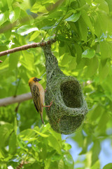 Asian golden weaver bird is nesting in the grass on the tree. During the approaching breeding season to use as an incubator.