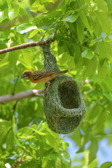 Asian golden weaver bird is nesting in the grass on the tree. During the approaching breeding season to use as an incubator.