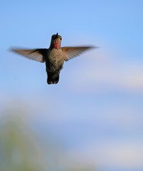 hummingbird in flight