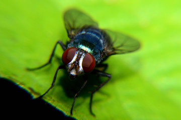 Flies with brown balls in his mouth