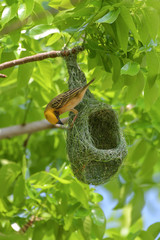 Asian golden weaver bird is nesting in the grass on the tree. During the approaching breeding season to use as an incubator.