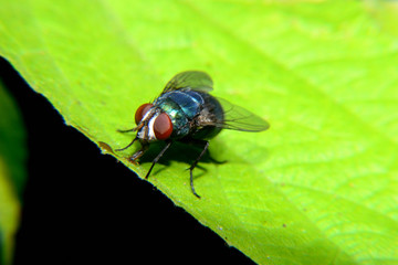 Flies with brown balls in his mouth