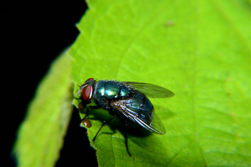 Flies with brown balls in his mouth