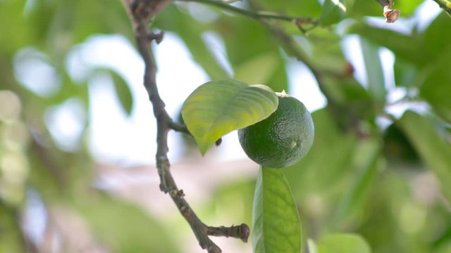 Limon en arbol