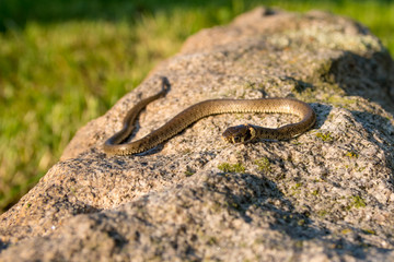 Young Grass Snake on Stone