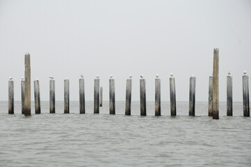 Seagulls lined up on the pole posts Located at the mouth of the Gulf of Thailand.