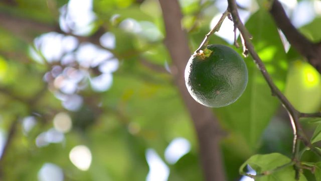 limones