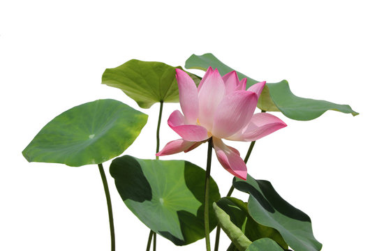 Beautiful lotus flowers isolated on white