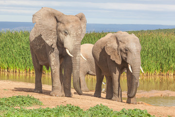 Fototapeta na wymiar Elephants in Addo Elephant National Park