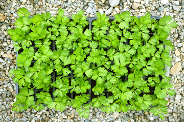 Tray of leafy green celery seedlings