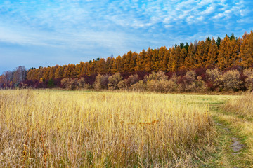 Fototapeta premium Agricultural fields after harvesting. Autumn rural landscape. Bright colors of autumn.