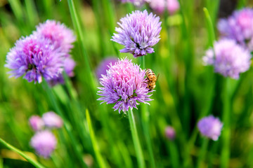 Honey bee on a purple flower of a chive plant