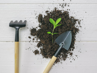 Young plant on the ground, rake and shovel on a wooden background.