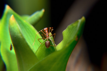 Weaver ants or green ants. Weaver ants live in trees and are known for their unique nest building behaviour where workers construct nests by weaving together leaves using larval silk
