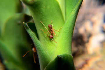 Weaver ants or green ants. Weaver ants live in trees and are known for their unique nest building behaviour where workers construct nests by weaving together leaves using larval silk