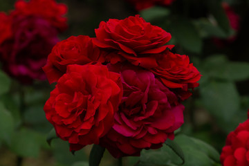 Ramo de rosas con fondo verde