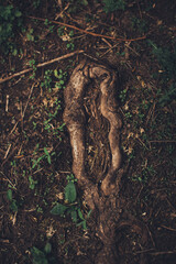 magic forest, roots and branches