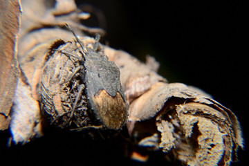 Pentatomidae. generally called shield bugs or stink bugs