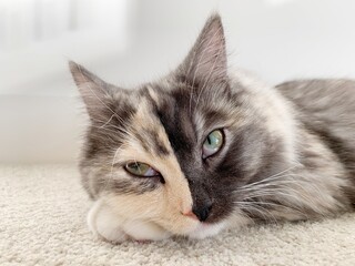 珍しい猫,眠そうな猫,キメラ猫,twoface cat, rare cat, chimera cat