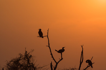 Fototapeta na wymiar Silhouette of cormorant birds on tree top 