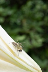 虫を咥える蜘蛛