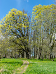 Fototapeta premium landscape with large trees in the manor park and bright green grass in the foreground