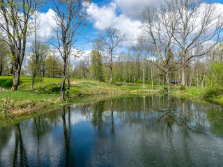 spring landscape with tree silhouettes, green grass and a small pond, reflections of clouds and trees in the water