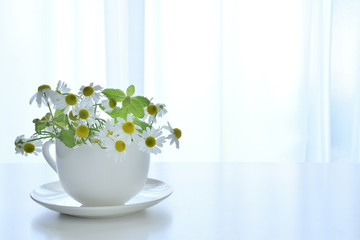 カモミール　ミント