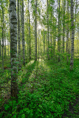 Fototapeta premium white tree trunks of birchs in Kumla Sweden