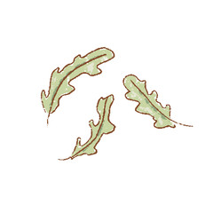 Fresh raw Ripe green fresh rucola leaves coolinary herb isolated icon. Spring garden. Rareripes. hastings, farm market