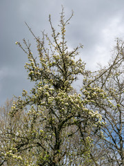 first leaves and buds on a sunny spring day, in nature everything thrives and green