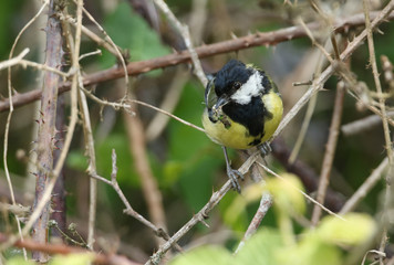 A Great Tit, Parus major, perched on a branch with a Caterpillar in its beak which it is going to feed to its babies in a nest nearby.